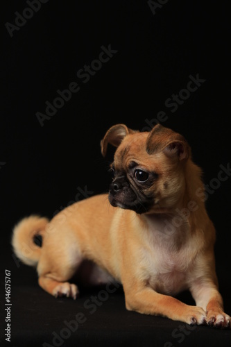 Pug and Chihuahua mix dog (Chug), パグとチワワのミックス犬, チワパグ