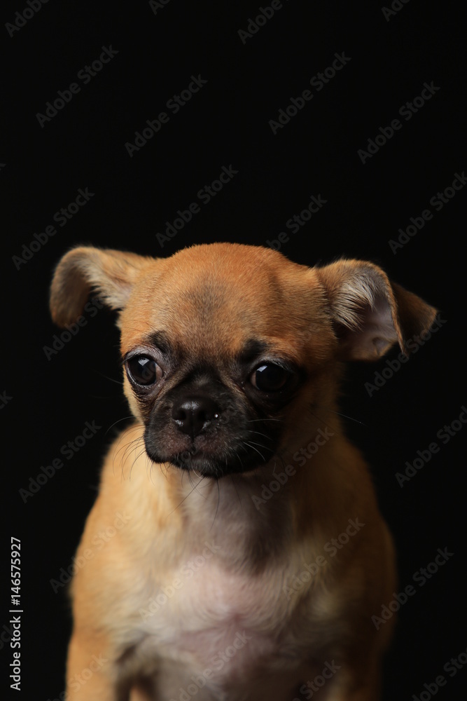 Pug And Chihuahua Mix Dog Chug パグとチワワのミックス犬 チワパグ Stock Photo Adobe Stock