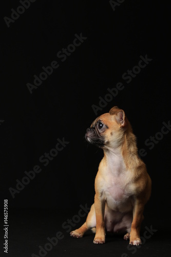 Pug and Chihuahua mix dog (Chug), パグとチワワのミックス犬, チワパグ