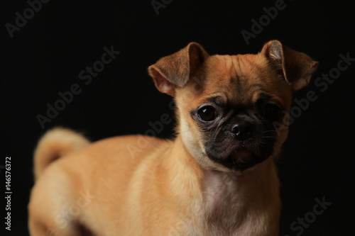 Pug and Chihuahua mix dog (Chug), パグとチワワのミックス犬, チワパグ