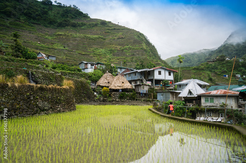 Banaue Rice Terraces