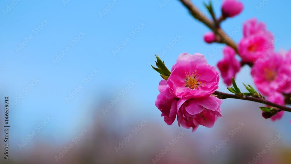 Close - up of Japan Cherry blossom fullbloom in spring season in japan with blur background. Close - up of Japan Cherry blossom fullbloom in spring season in japan with blur background.
