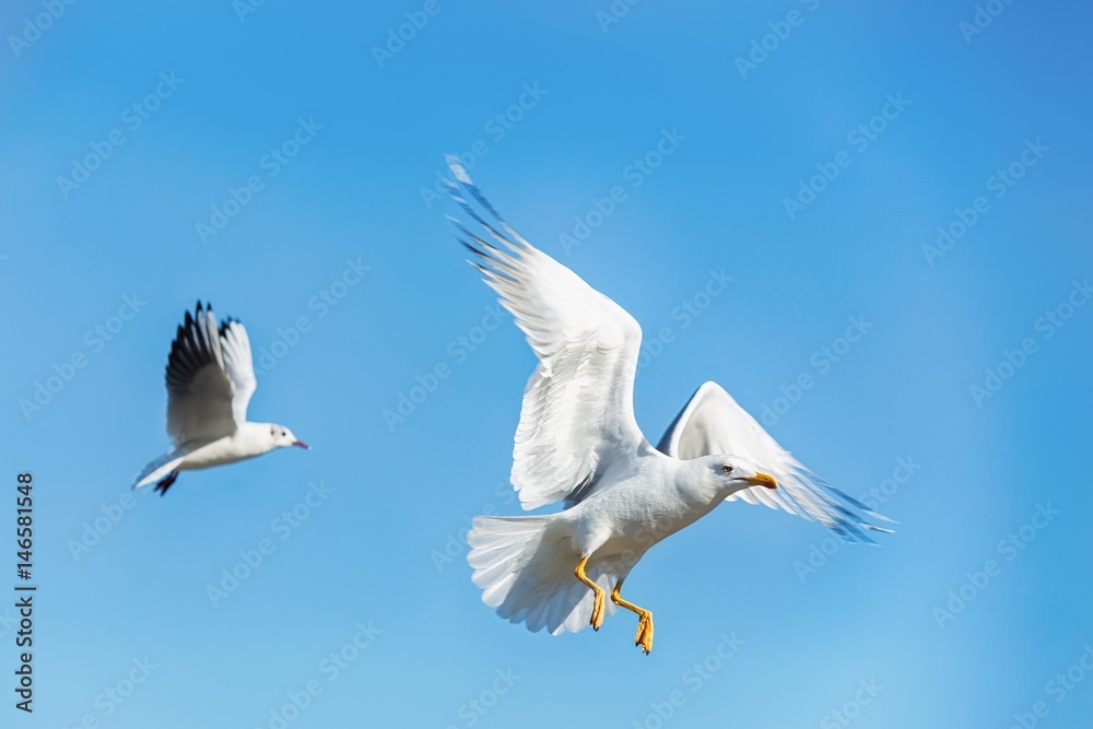 Fototapeta premium seagull