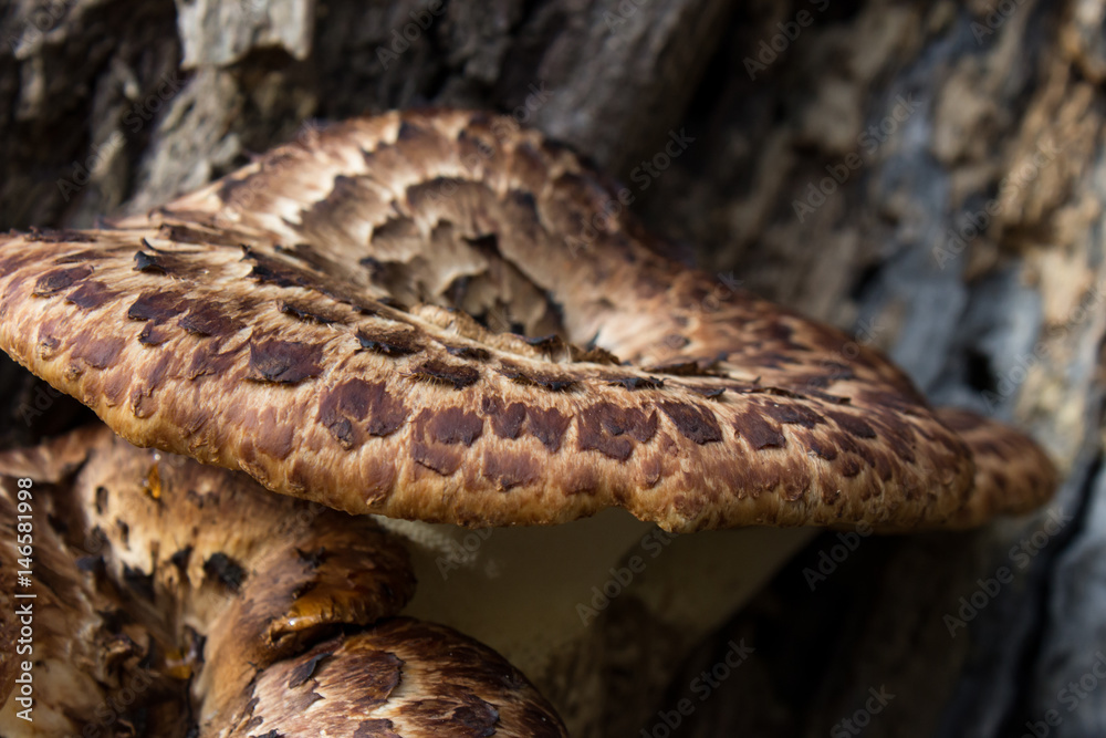 Fototapeta premium Brown Rot Bark Mushrooms