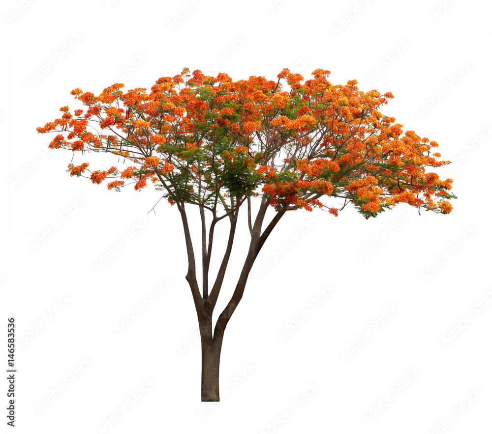 Fototapeta premium Isolated Flame tree on white background