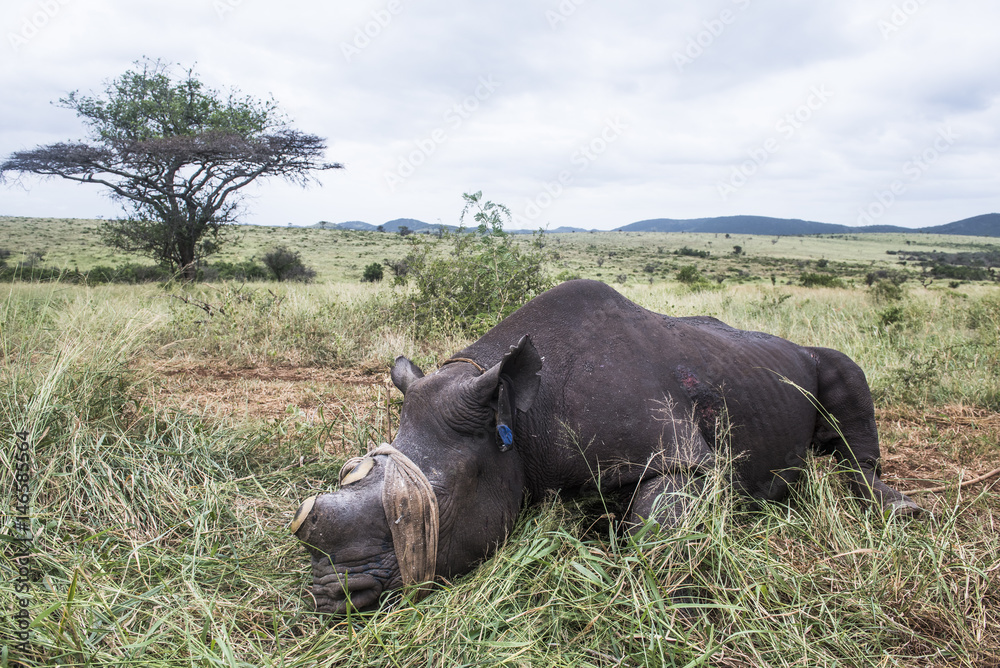 Dehorning Black Rhino for conservation