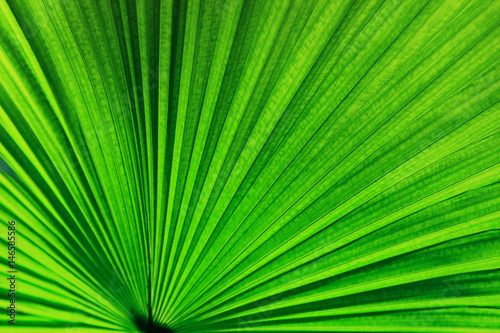 Close up of green palm leaf for background