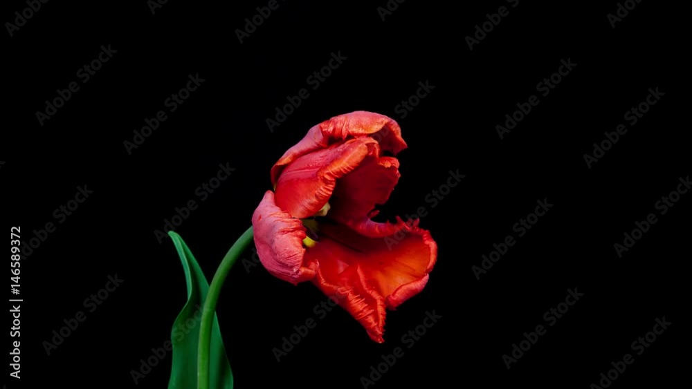 Red parrot tulip flower blooming timelapse in 4K Red parrot tulip flower blooming timelapse in 4K