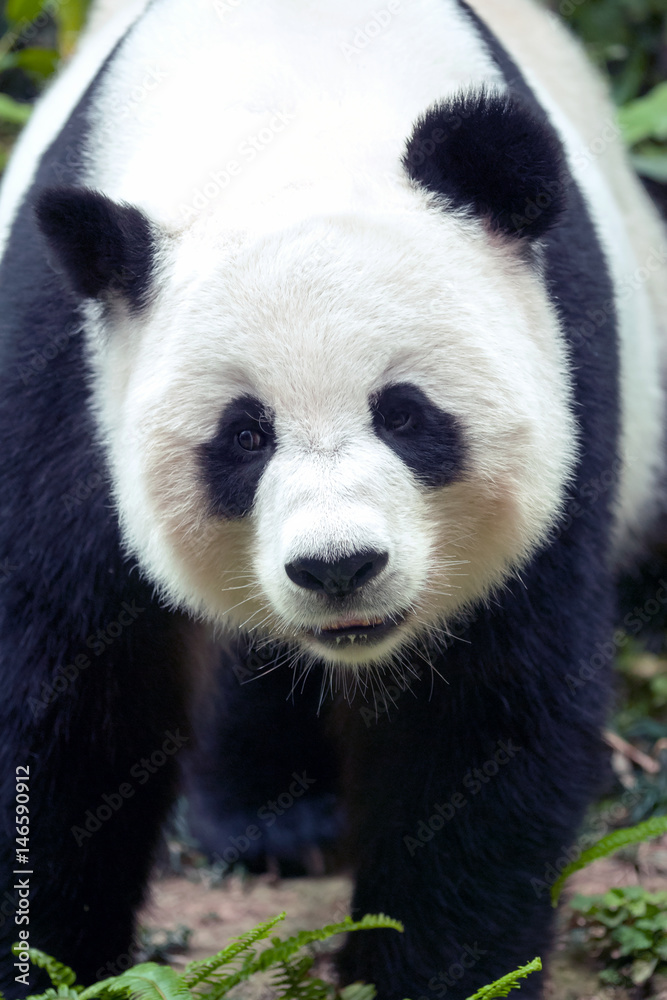 Giant panda bear Giant panda bear