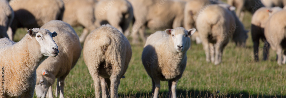 Naklejka premium Schafherde auf grüner Weide Panorama