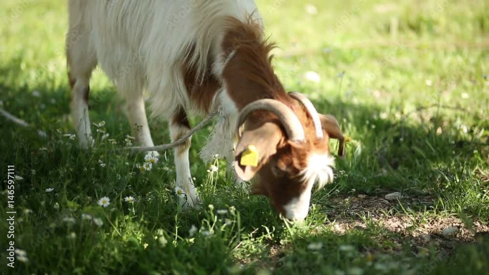 Close Up Free Range Goat Eating Organic Plants Close Up Free Range Goat Eating Organic Plants