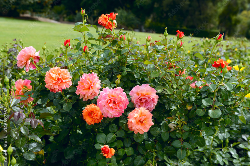 Fototapeta premium blossoming Orange English Roses