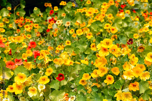 A lot of blossoming nasturtium flowers