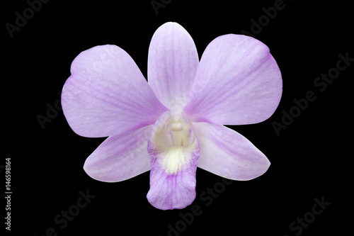 Orchid flower violet color isolated