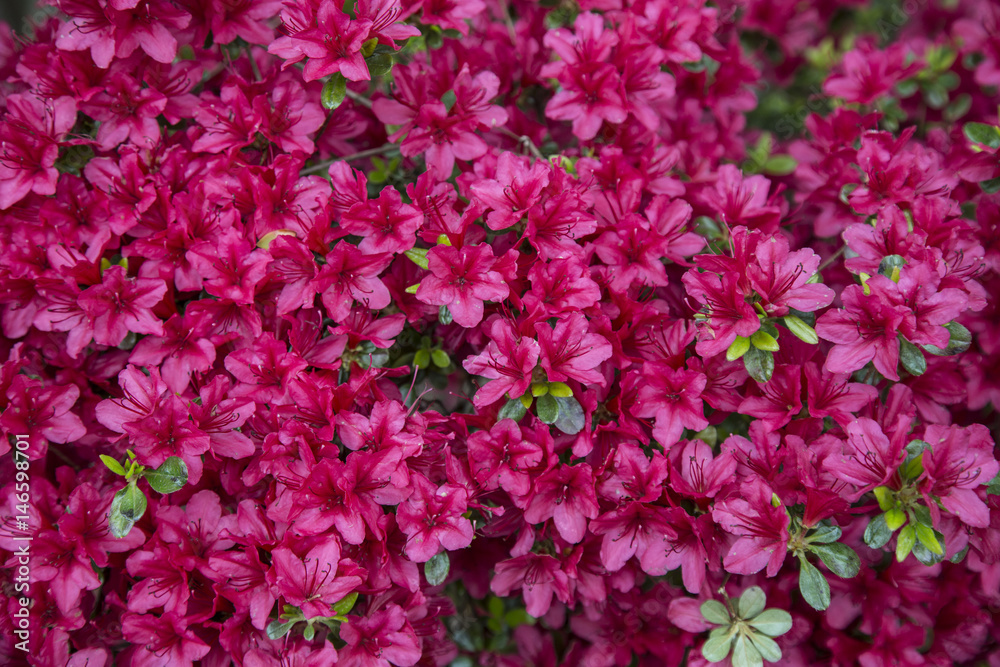 Close Up View Vibrant Fushia Pink Blooms Flowers Green Leaves, Background Backdrop Use with Text Copy Space Overlay - Spring Daytime Oregon  (HDR Image)