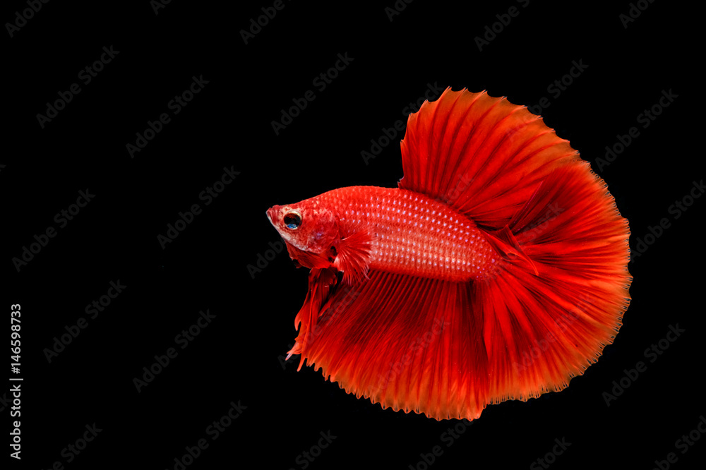 Betta fish, siamese fighting fish, aquarium fish