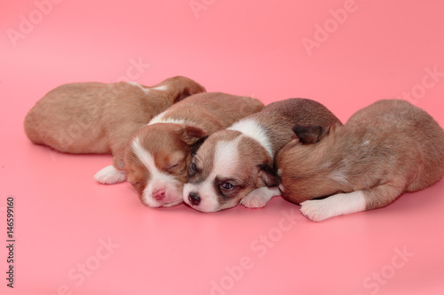 Newborn chihuahua puppy sleeping together in the basket