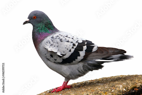 Pigeon (Rock Dove) Isolated on White photo