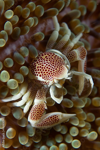 Sea Anemone crab