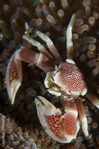 Anemone Crab photo