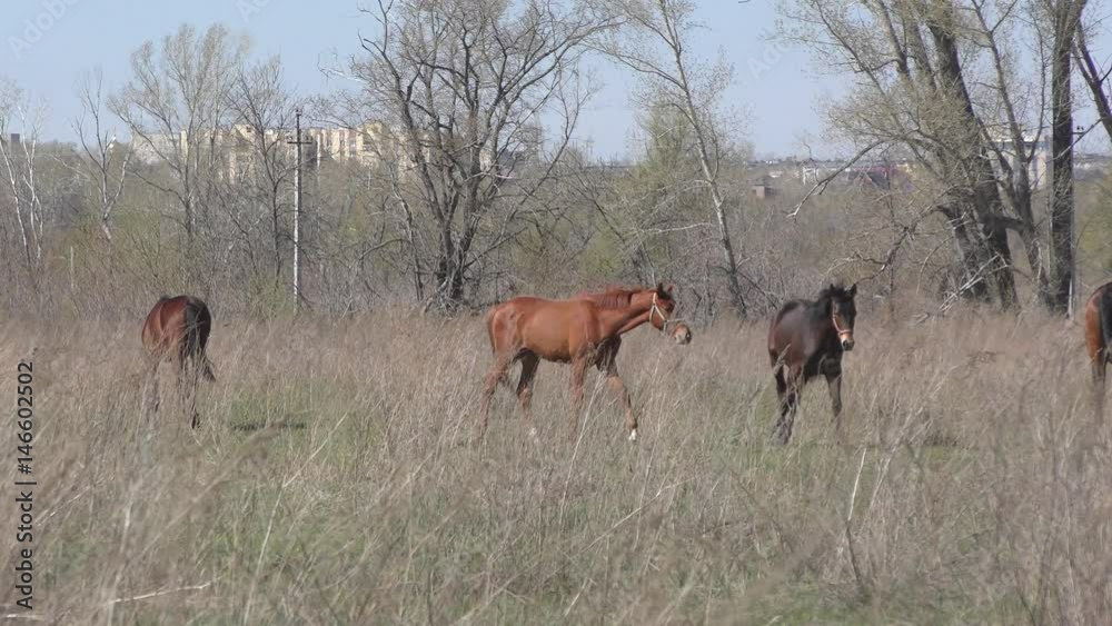 Horses on a farm in spring time Horses on a farm in spring time