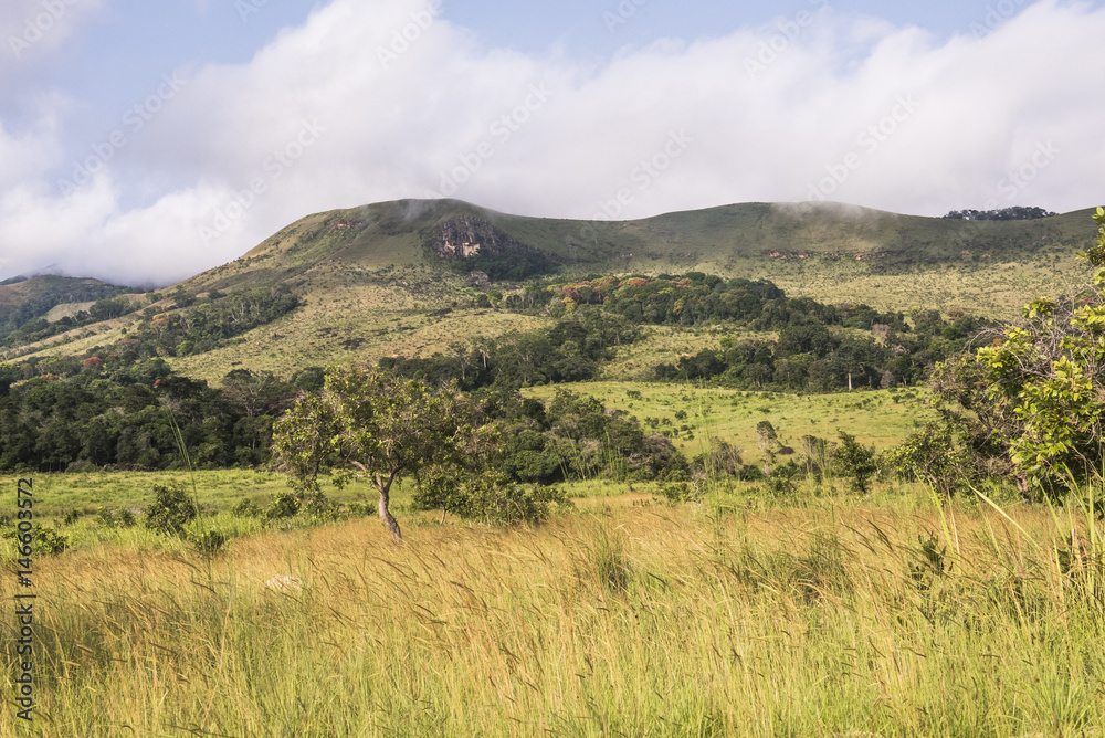 Grassland Savanna Grassland Savanna