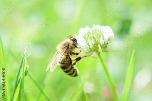 Honigbiene sammelt Blütenstaub auf Wiesenblume © René Bittner