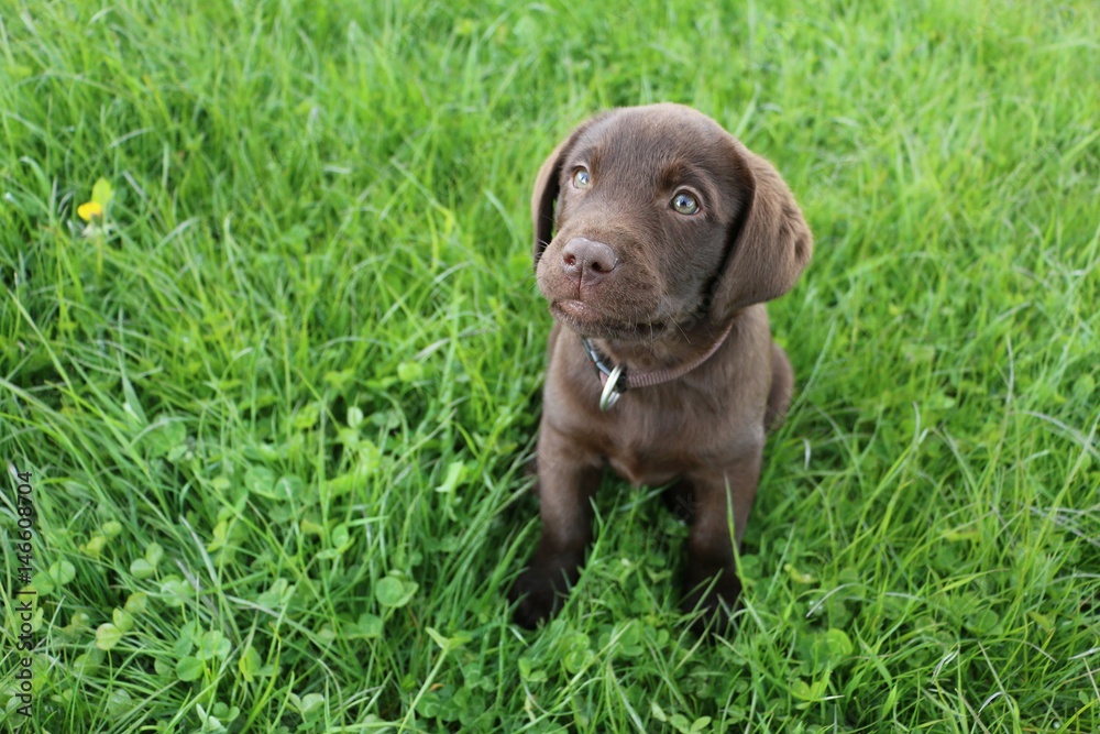 kleiner brauner labrador welpe sitzt im garten und schaut zur kamera auf kleiner brauner labrador welpe sitzt im garten und schaut zur kamera auf