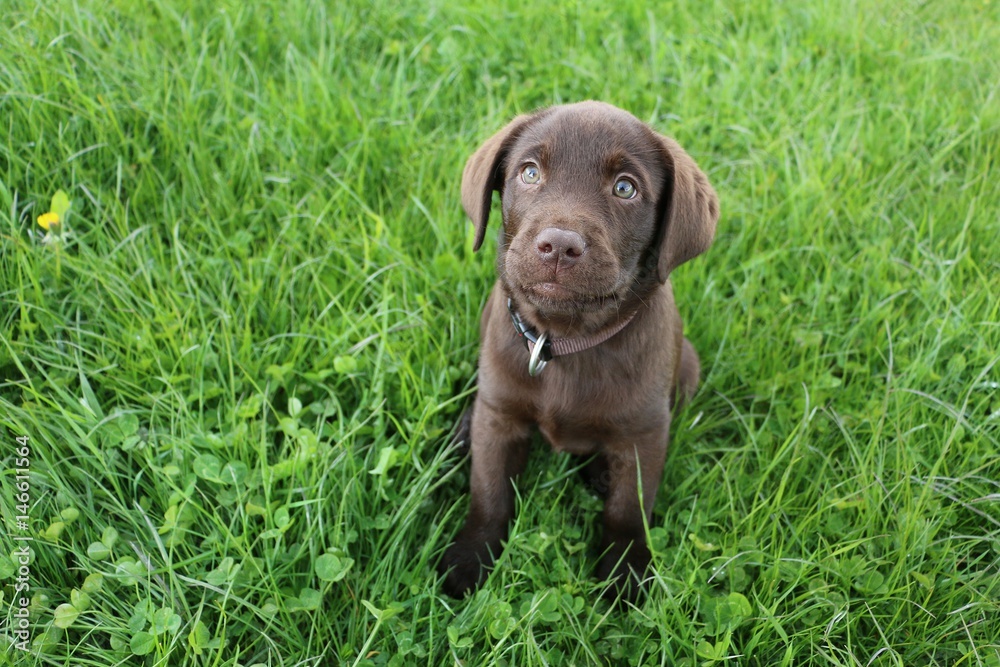 kleiner brauner labrador welpe sitzt im garten und schaut zur kamera auf kleiner brauner labrador welpe sitzt im garten und schaut zur kamera auf
