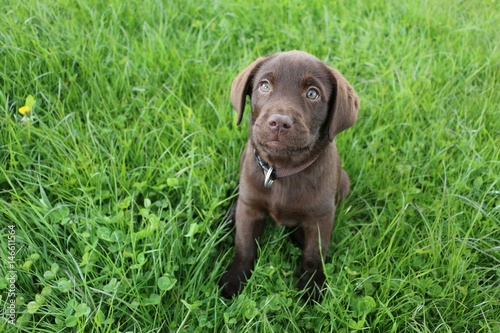 kleiner brauner labrador welpe sitzt im garten und schaut zur kamera auf photo