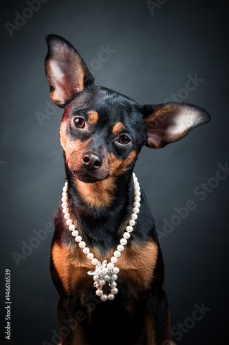 Puppy, dog, toy terrier portrait on a black background. Portrait of dog. woman. Ladies and gentlemen. The concept of duality. Toy terrier in a hat. Toy terrier in pearl beads. © Mariana