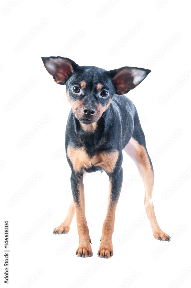 Toy Terrier , dog isolated , puppy , cute