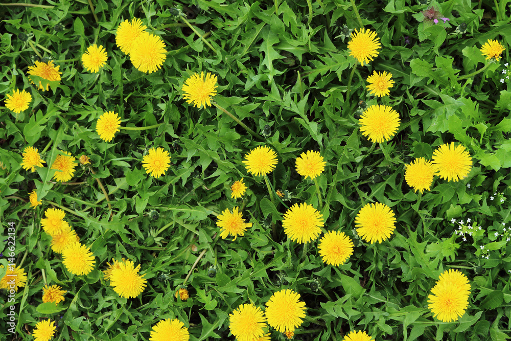 Spring background with dandelions Spring background with dandelions