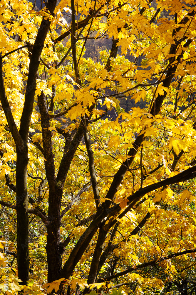 Brightly coloured yellow leaves on a tree with dark branches. Brightly coloured yellow leaves on a tree with dark branches.