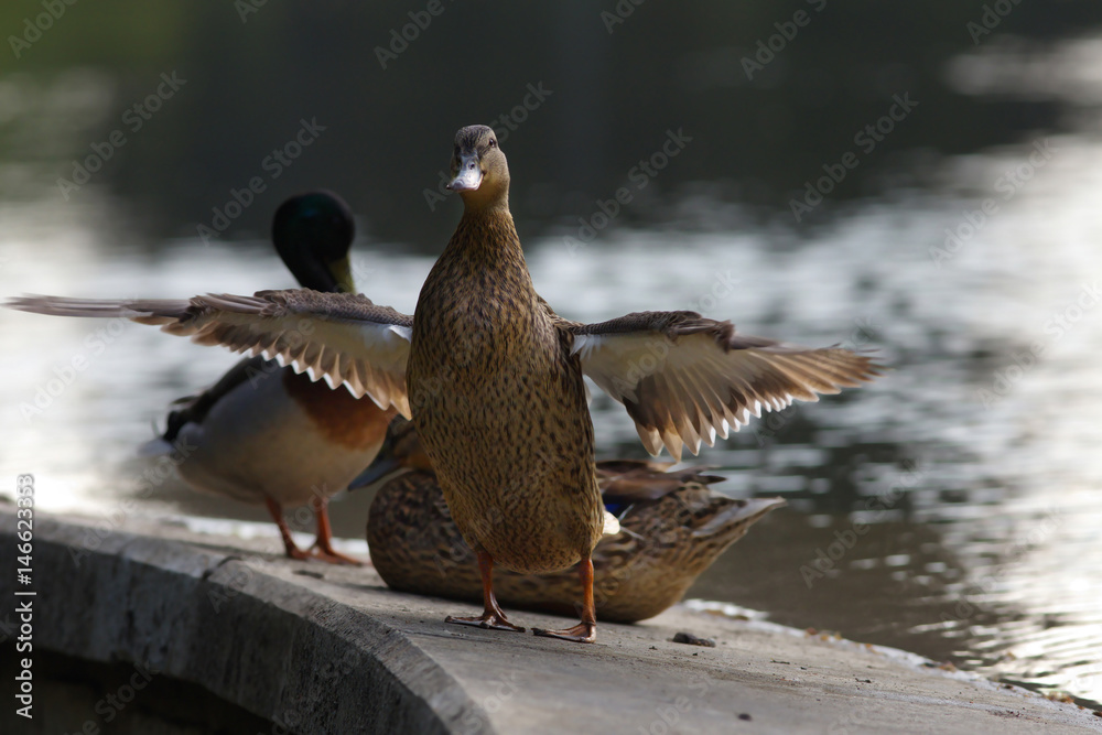 Duck Family Duck Family