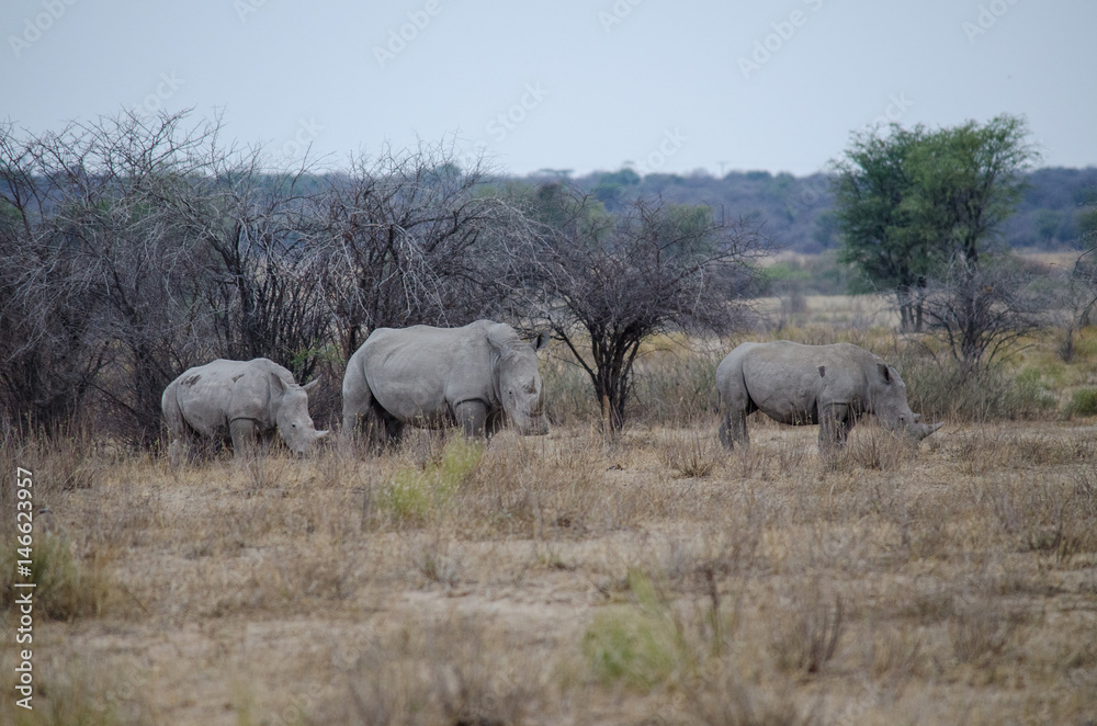 Nature in Africa