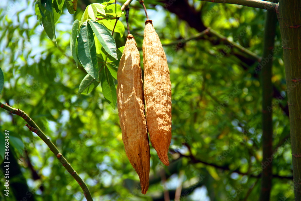 Fototapeta premium SILK COTTON POD