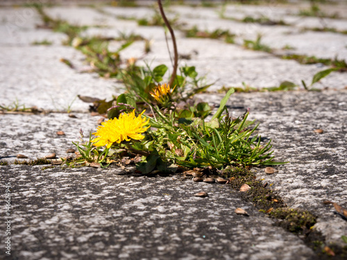 Photos weeds bevor weeding on a blowzy courtyard