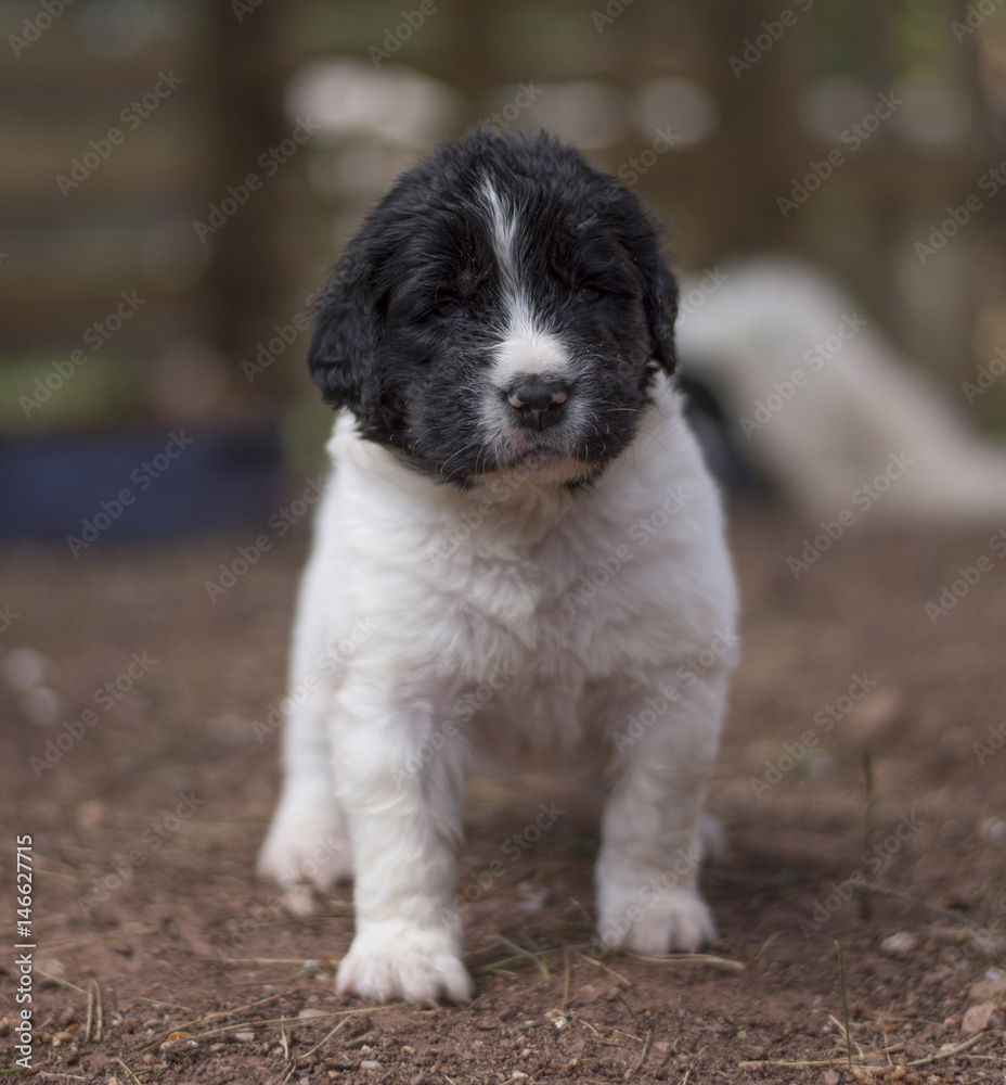 landseer puppy dog newfounland landseer puppy dog newfounland