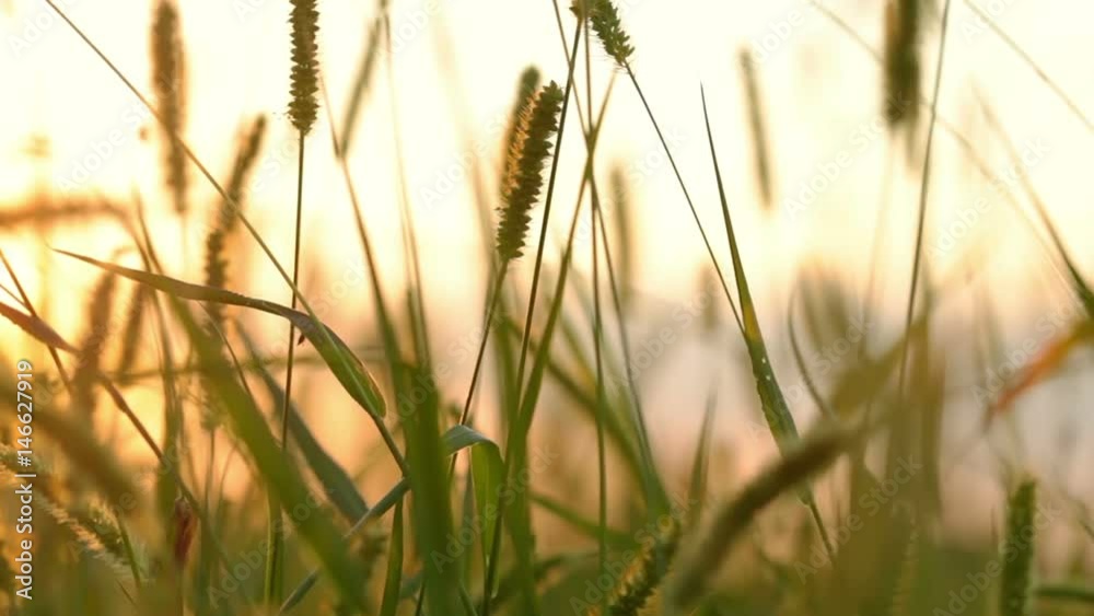 Background with Grass Close Up Background with Grass Close Up