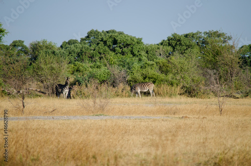 Nature in Africa