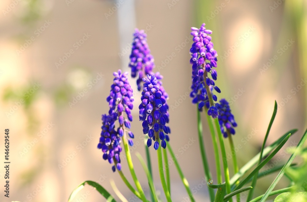 Naklejka premium Beautiful bouquet of muscari flowers in garden on spring seasonal in the morning.