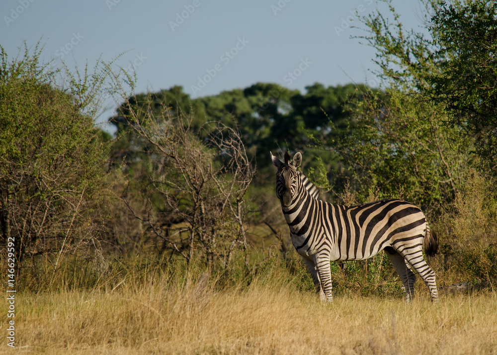 Fototapeta premium Nature in Africa