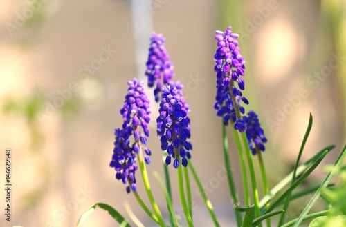 Beautiful bouquet of muscari flowers in garden on spring seasonal in the morning.