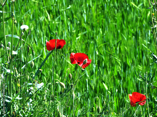 coquelicots sur tapis vert