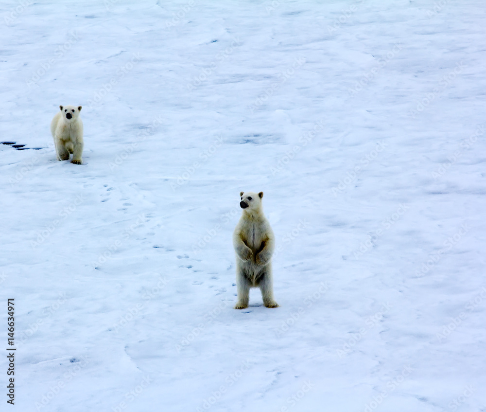 Polar bear near North pole (86-87 degrees north latitude) Stock Photo |  Adobe Stock