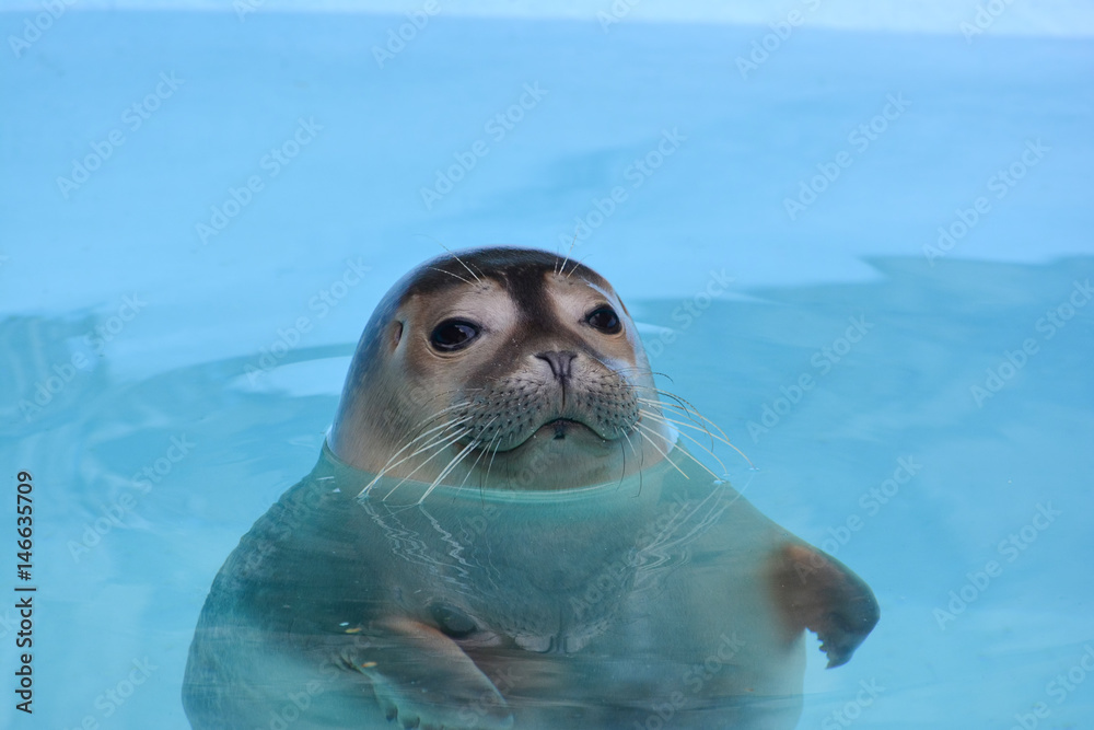 Fototapeta premium Curious seal looking straith