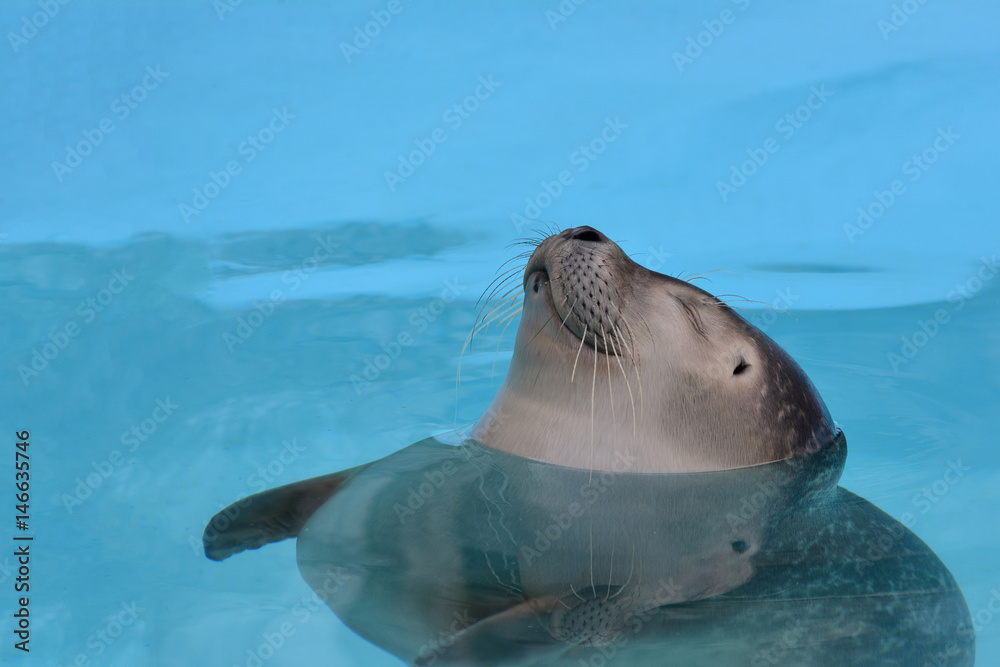 Fototapeta premium Satisfied, cheerful seal