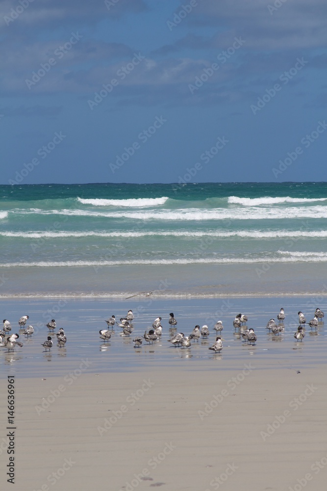 Lesser crested terns (Thalasseus bengalensis) at the beach of Bridgewater against blue ocean and sky, Victoria, Australia Lesser crested terns (Thalasseus bengalensis) at the beach of Bridgewater against blue ocean and sky, Victoria, Australia