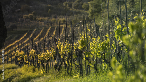 Weinberg Toskana Chianti